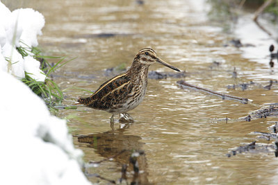 BUITEN BEELD Foto: 7859