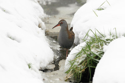 BUITEN BEELD Foto: 7863