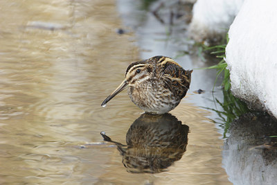 BUITEN BEELD Foto: 7866