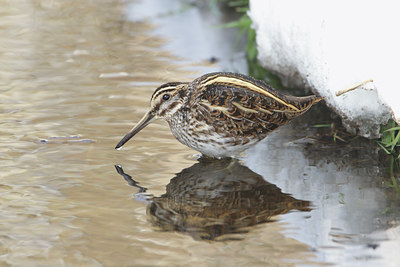 BUITEN BEELD Foto: 7867