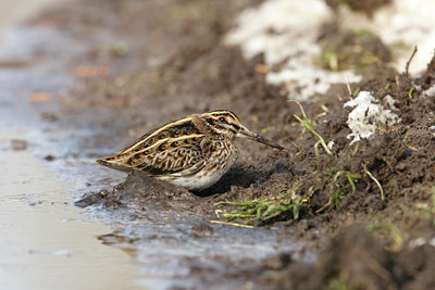 BUITEN BEELD Foto: 7869