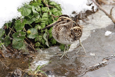 BUITEN BEELD Foto: 7875