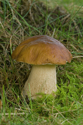 BUITEN BEELD Foto: 7916