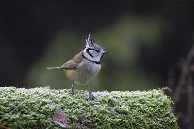 BUITEN BEELD Foto: 7932