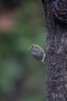 BUITEN BEELD Foto: 7934