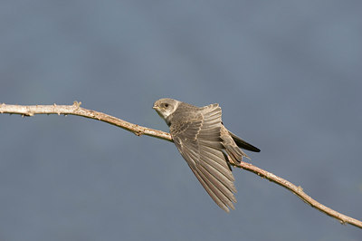 BUITEN BEELD Foto: 7948
