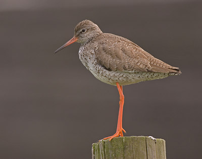 BUITEN BEELD Foto: 7950