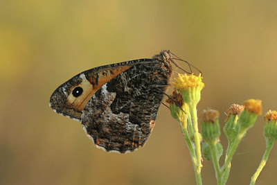 BUITEN BEELD Foto: 7961