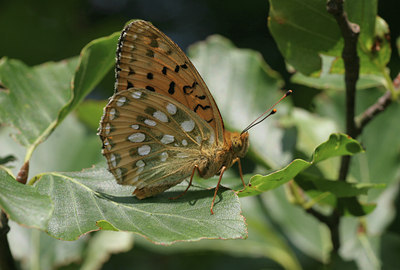 BUITEN BEELD Foto: 7963