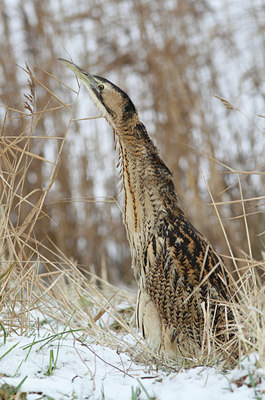 BUITEN BEELD Foto: 79009