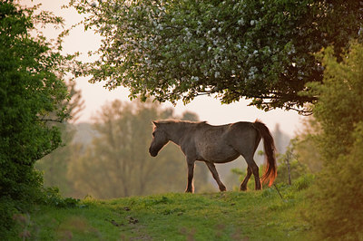 BUITEN BEELD Foto: 79015
