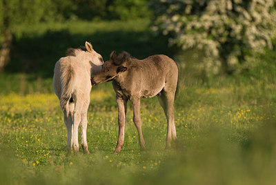 BUITEN BEELD Foto: 79020