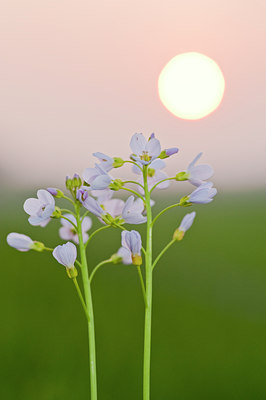 BUITEN BEELD Foto: 79078
