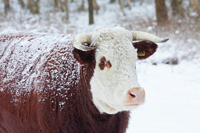 BUITEN BEELD Foto: 79102