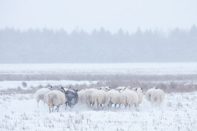 BUITEN BEELD Foto: 79105