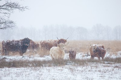 BUITEN BEELD Foto: 79107