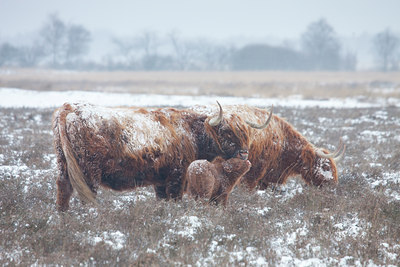 BUITEN BEELD Foto: 79111