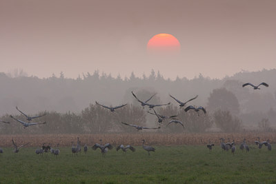 BUITEN BEELD Foto: 79117