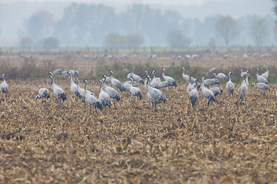 BUITEN BEELD Foto: 79120
