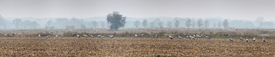 BUITEN BEELD Foto: 79124