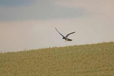 BUITEN BEELD Foto: 79137