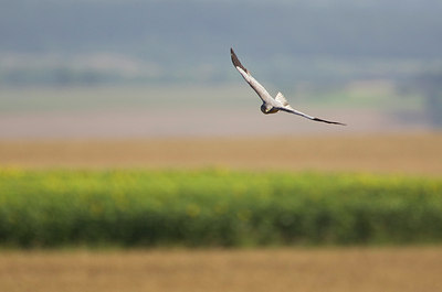 BUITEN BEELD Foto: 79138