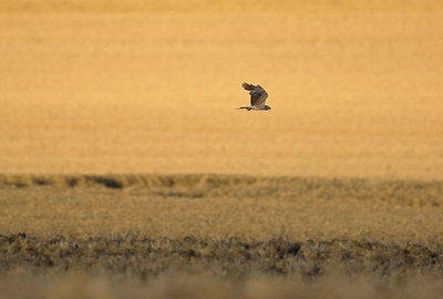 BUITEN BEELD Foto: 79139