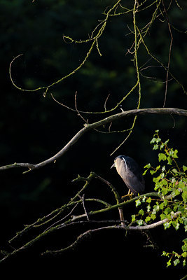 BUITEN BEELD Foto: 79143