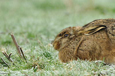 BUITEN BEELD Foto: 79183