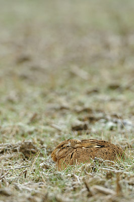 BUITEN BEELD Foto: 79185