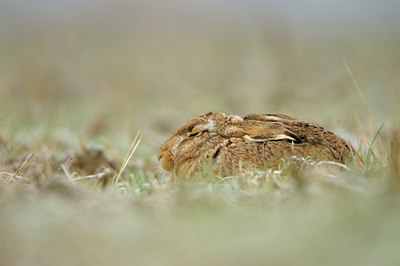 BUITEN BEELD Foto: 79189