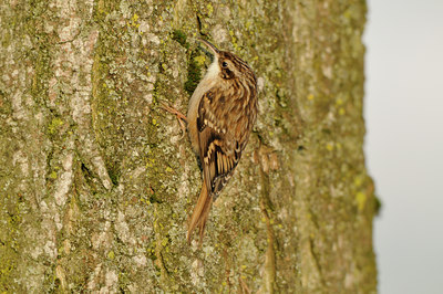 BUITEN BEELD Foto: 79258