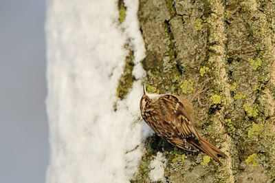 BUITEN BEELD Foto: 79259