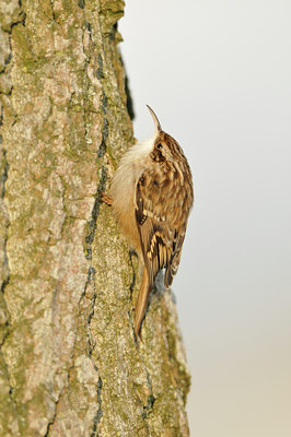 BUITEN BEELD Foto: 79260