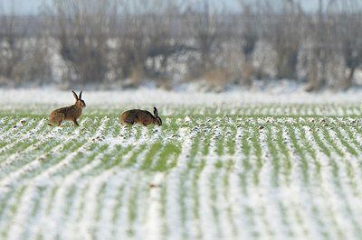 BUITEN BEELD Foto: 79266