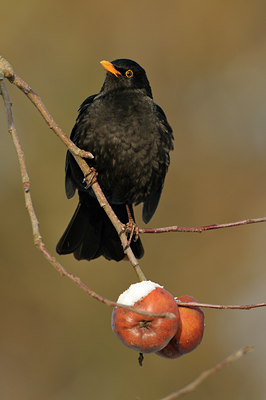BUITEN BEELD Foto: 79267