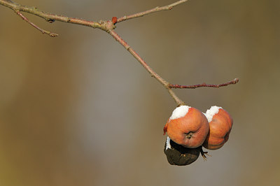 BUITEN BEELD Foto: 79268
