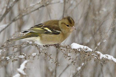 BUITEN BEELD Foto: 79272
