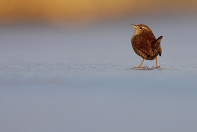 BUITEN BEELD Foto: 79316