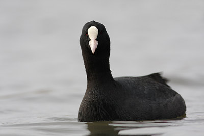 BUITEN BEELD Foto: 79321