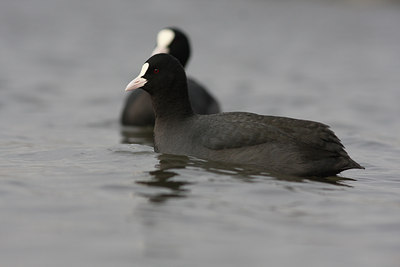 BUITEN BEELD Foto: 79322