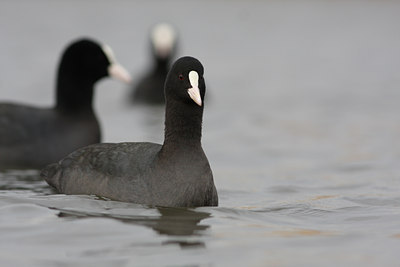 BUITEN BEELD Foto: 79323