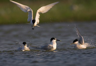 BUITEN BEELD Foto: 79326