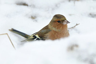 BUITEN BEELD Foto: 79362