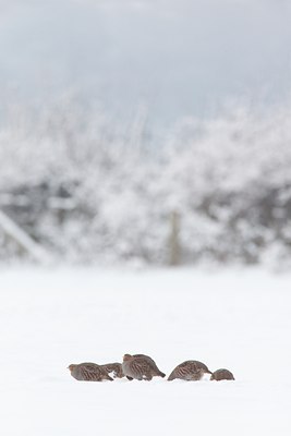 BUITEN BEELD Foto: 79372