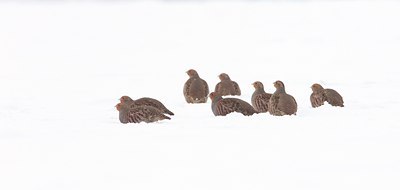 BUITEN BEELD Foto: 79392