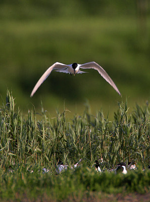 BUITEN BEELD Foto: 79403