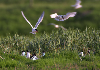 BUITEN BEELD Foto: 79405