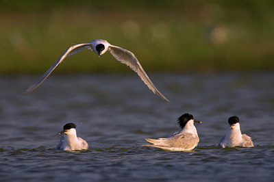 BUITEN BEELD Foto: 79410