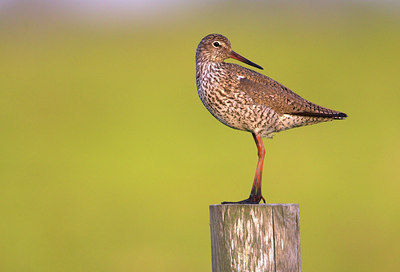 BUITEN BEELD Foto: 79412